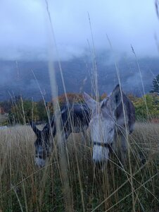 Chantier TàP Pison octobre 2025, IMG_20251022_182654