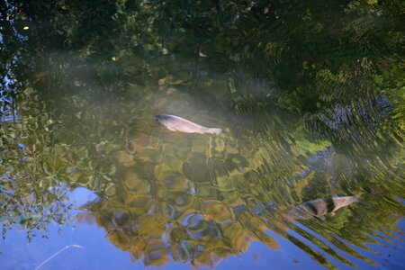 jeanPhilippePoulain, poissons3