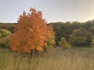 Chantier TàP Pison octobre 2025, IMG_7876