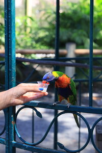 Gite Annick à Vieux Habitants, Jardin Botanique de Deshaies_049A3816