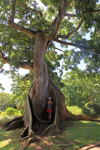 Gite Annick à Vieux Habitants, Jardin Botanique de Deshaies_049A3833c