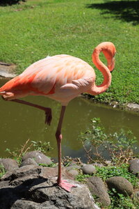 Gite Annick à Vieux Habitants, Jardin Botanique de Deshaies_049A3851
