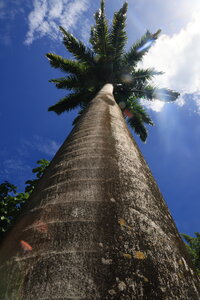 Gite Annick à Vieux Habitants, Jardin Botanique de Deshaies_049A3869