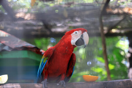 Gite Annick à Vieux Habitants, Jardin Botanique de Deshaies_049A3957