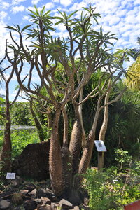 Gite Annick à Vieux Habitants, Jardin Botanique de Deshaies_049A3991