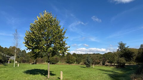 Marcher en pleine conscience (participants et paysages), 2025-11-29 10.25.10