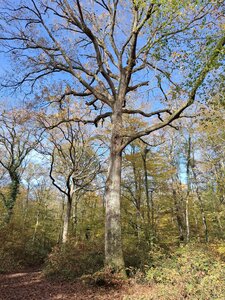 BOUDUCONNE, 20251116_130617