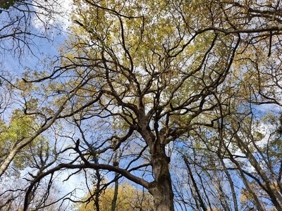 BOUDUCONNE, 20251116_143549