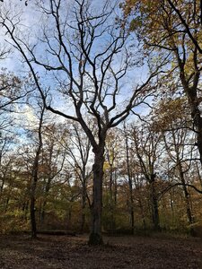 BOUDUCONNE, 20251116_150810