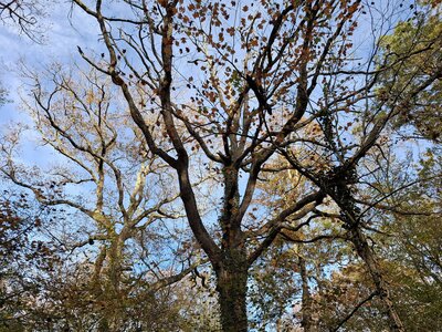 BOUDUCONNE, 20251116_151344