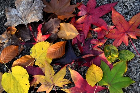 couleurs de l'automne , _DSC5984_m