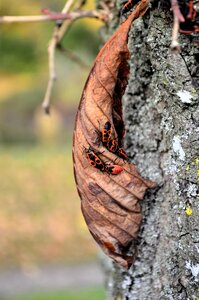couleurs de l'automne , _DSC6017_m