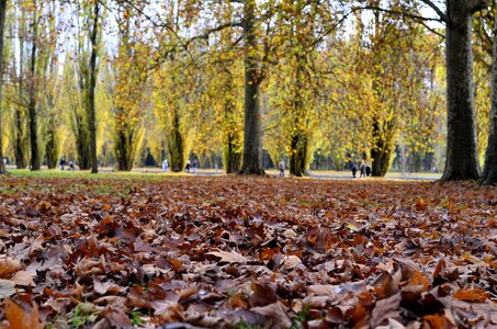 couleurs de l'automne , _DSC5903_m