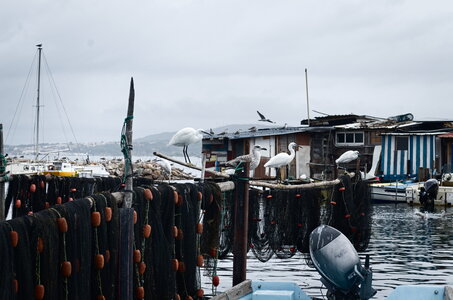 Sortie Sète, Les Gabians