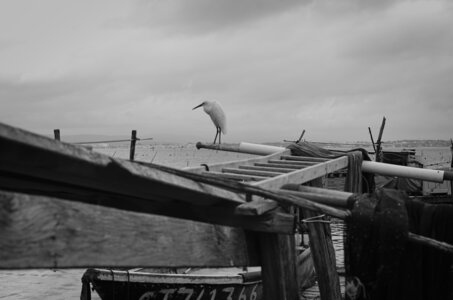 Sortie Sète, Guetteur