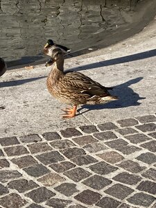 MILAN avec Vagues de Soleils novrembre 2025, IMG_6845