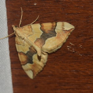 Geometridae-Cidaria fulvata-Colmars, DSC_0975