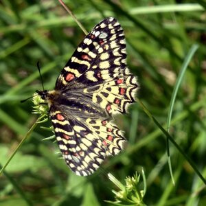 Papilionidae- Parnassiinae Zerynthiini Zerynthia rumina-Gagnières, DSC_0611  2 