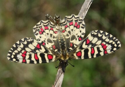 Papilionidae- Parnassiinae Zerynthiini Zerynthia rumina-Gagnières, DSC_0134