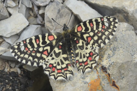 Papilionidae- Parnassiinae Zerynthiini Zerynthia rumina-Gagnières, DSC_0324