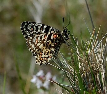 Papilionidae- Parnassiinae Zerynthiini Zerynthia rumina-Gagnières, DSC_0944a