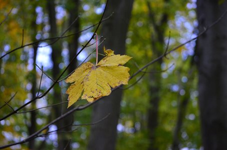 couleurs de l'automne , _DSC5689_m