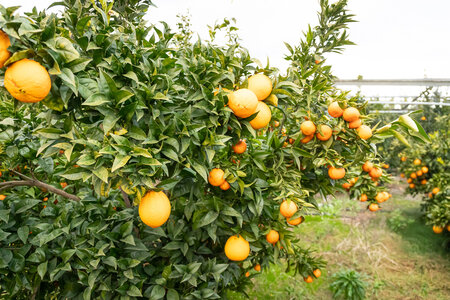 SANDRA  et BERNARD 1er décembre 2025, Sandra & Bernard 1dec25  21 sur 36 