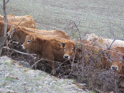 Boucle La Plaine Avançon, IMG_1158