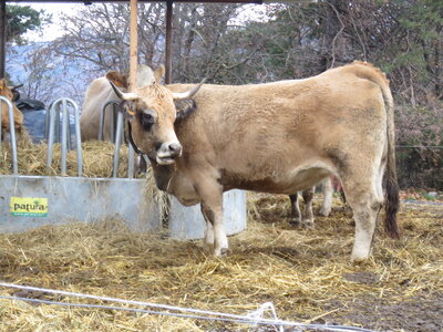 Boucle La Plaine Avançon, IMG_1161