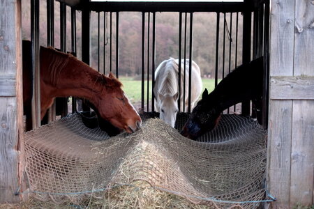 jeanPhilippePoulain, chevaux