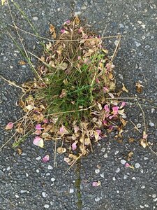 blogpix3, la.microscopique-rassemblement