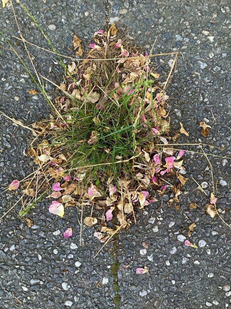 sur un fond gris de bitume, un rassemblement de pétales de roses dont certains sont séchés et bruns, d'autres encore roses et blancs, autour de longues herbes vertes et des tiges brunes qui partent dans toutes les directions. L'ensemble, vu d'en haut, forme une sorte de bouquet sauvage