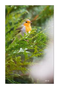 004_Le Rouge Gorge, 12012013-DSC_46462_GF