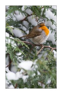 004_Le Rouge Gorge, 16012013-DSC_48502_GF