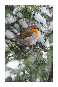 004_Le Rouge Gorge, 16012013-DSC_48512_GF