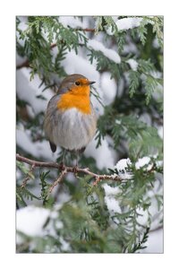 004_Le Rouge Gorge, 16012013-DSC_48612_GF