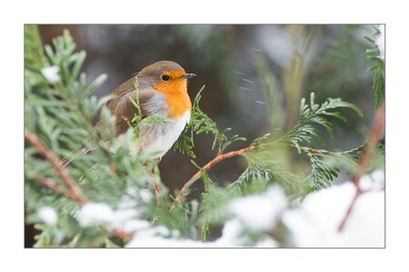 004_Le Rouge Gorge, 16012013-DSC_48702_GF