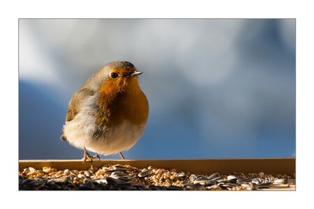 004_Le Rouge Gorge, 17012013-DSC_49152_GF
