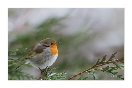 004_Le Rouge Gorge, 18012013-DSC_49452_GF