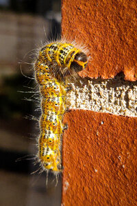 Boîte à Polas - 2024, 2024_004