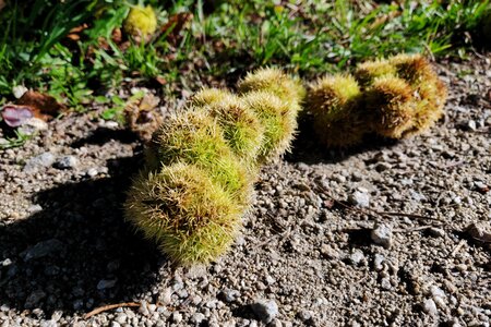 Boîte à Polas - 2024, 2024_005