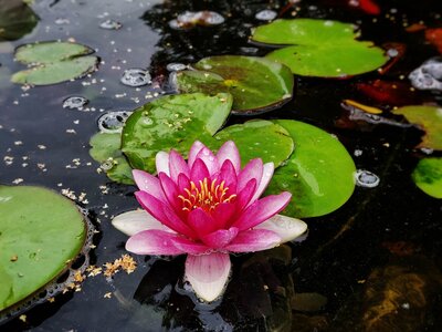 Boîte à Polas - 2023, 2023_002