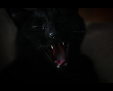 Boîte à Polas - 2020, 2020_002