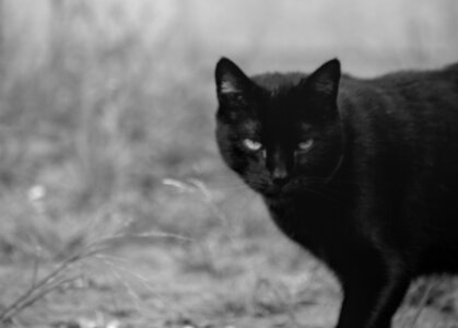 Boîte à Polas - 2020, 2020_019