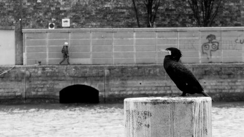 Boîte à Polas - 2019, 2019_003