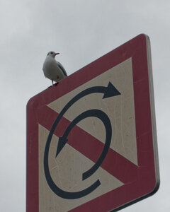 Boîte à Polas - 2019, 2019_004