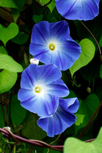 Boîte à Polas - 2019, 2019_017