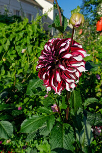 Boîte à Polas - 2019, 2019_020