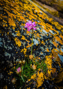 Boîte à Polas - 2019, 2019_042