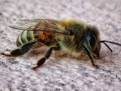 Boîte à Polas - 2019, 2019_050